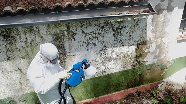 Top rated local Crawl Space Mold Removal specialists in Plainview, TN